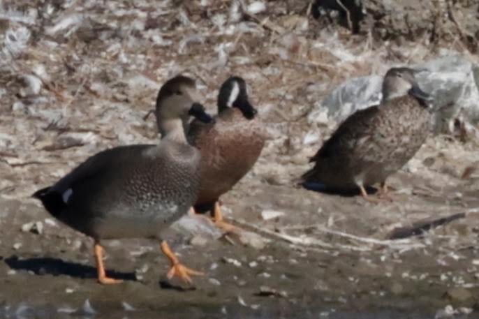 Cerceta Aliazul - ML644570892