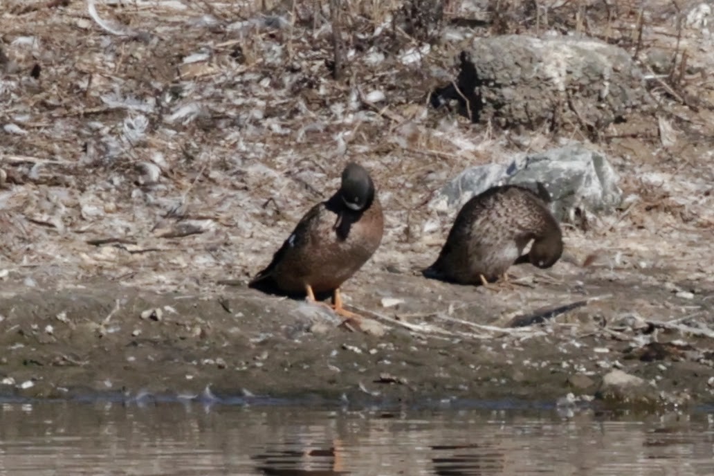 Cerceta Aliazul - ML644570893