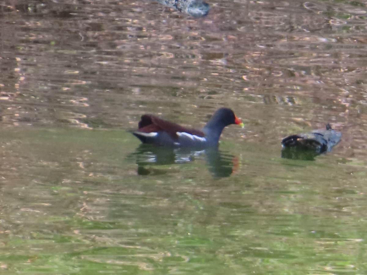 סופית אמריקנית - ML644570894