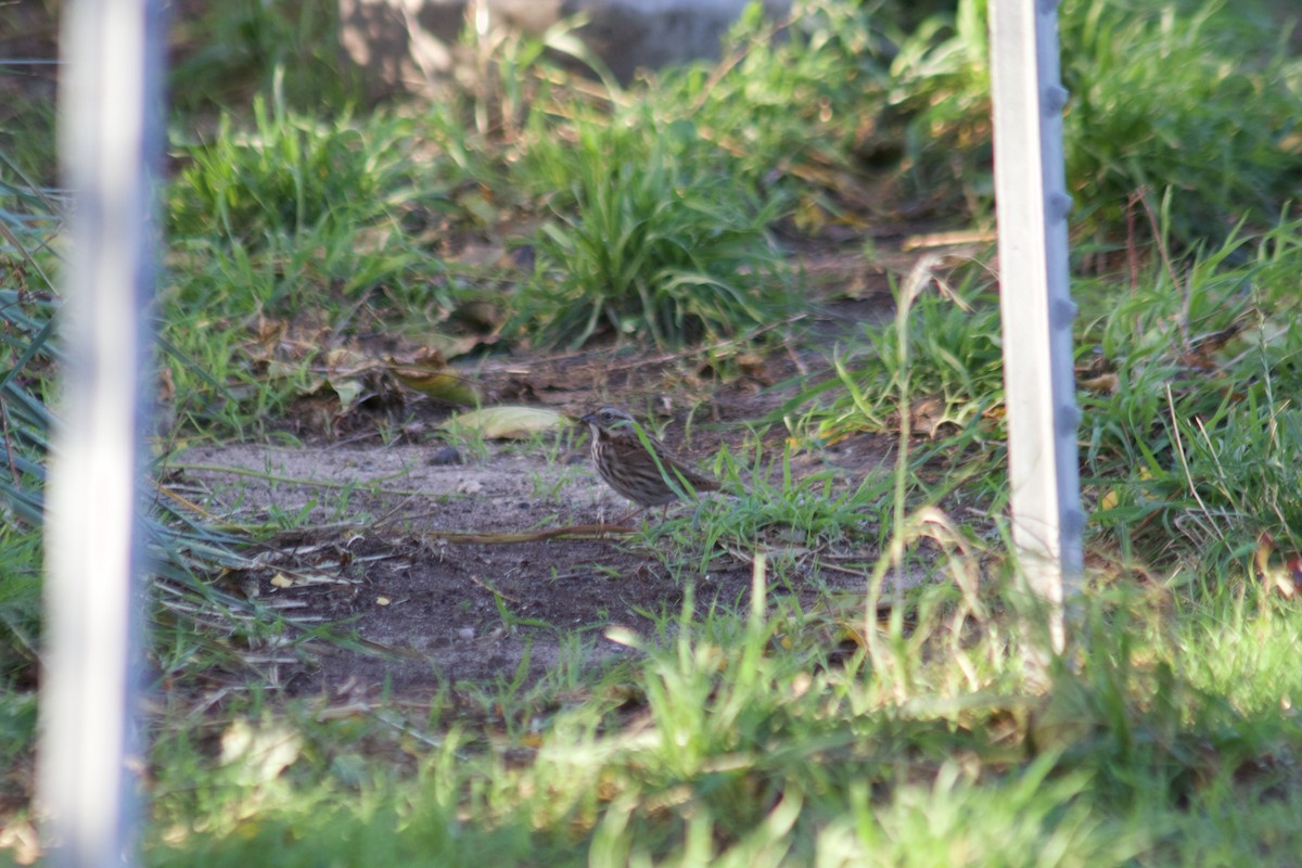 Bruant chanteur - ML644570899