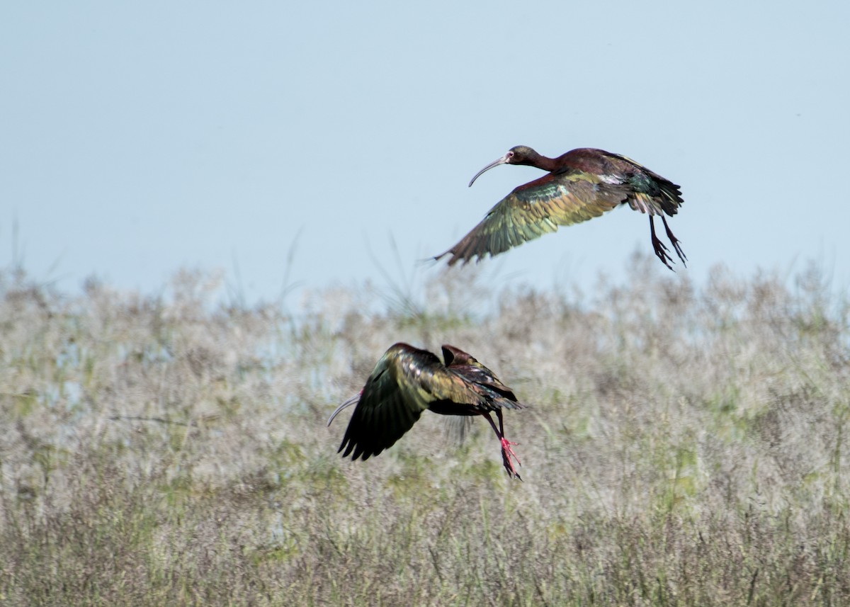 White-faced Ibis - ML644570900