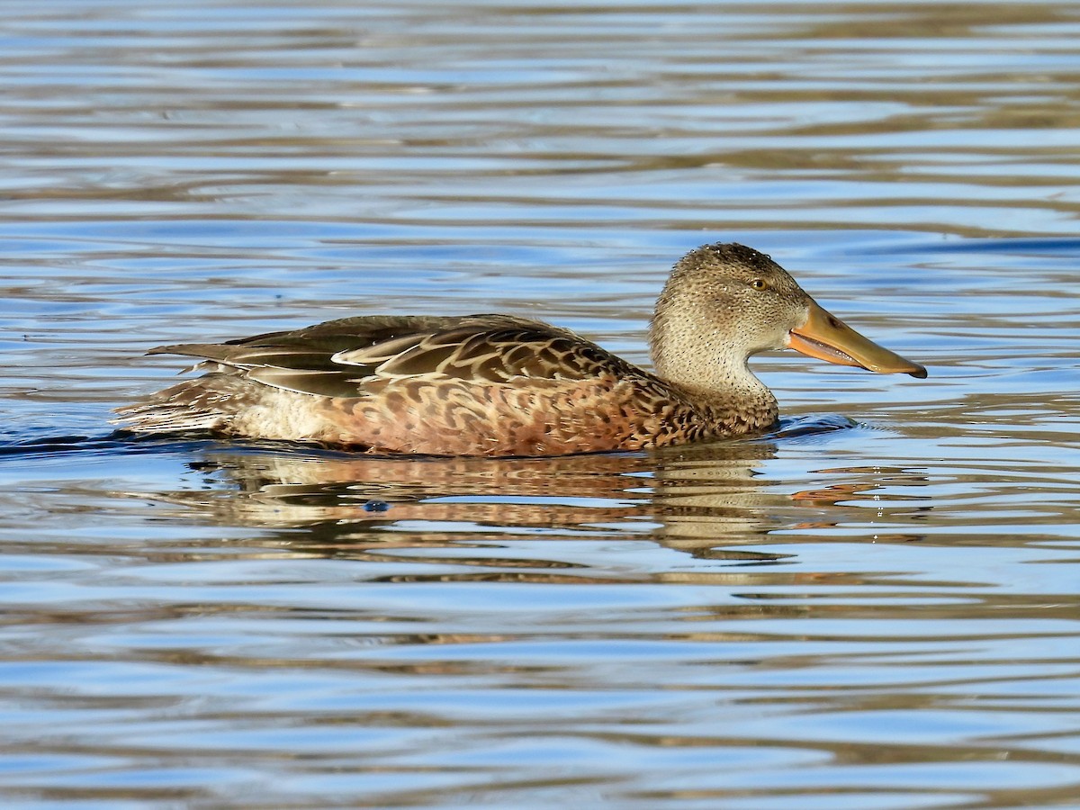 Northern Shoveler - ML644570904
