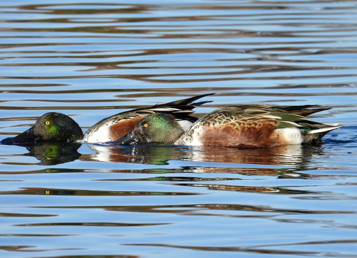 Northern Shoveler - ML644570905
