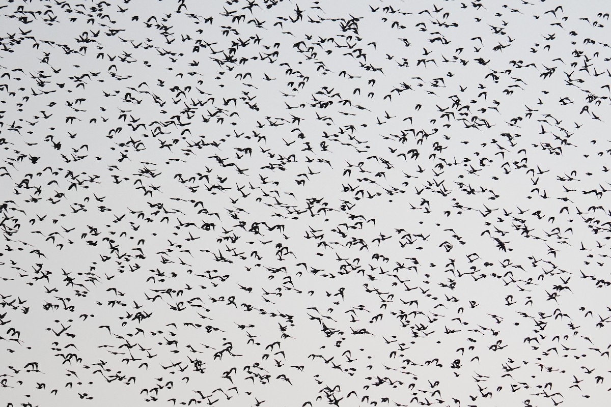 Quiscale bronzé - ML644570906