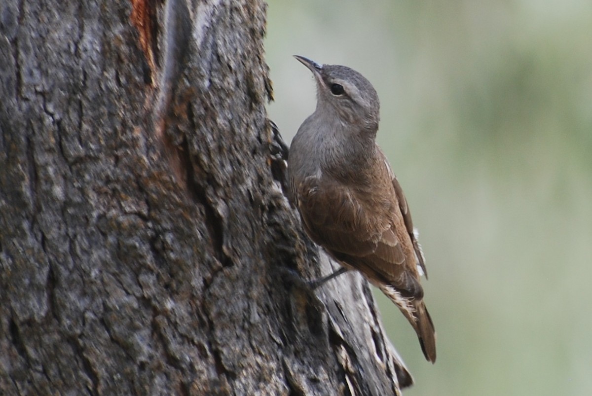 lezčík hnědý - ML644570909