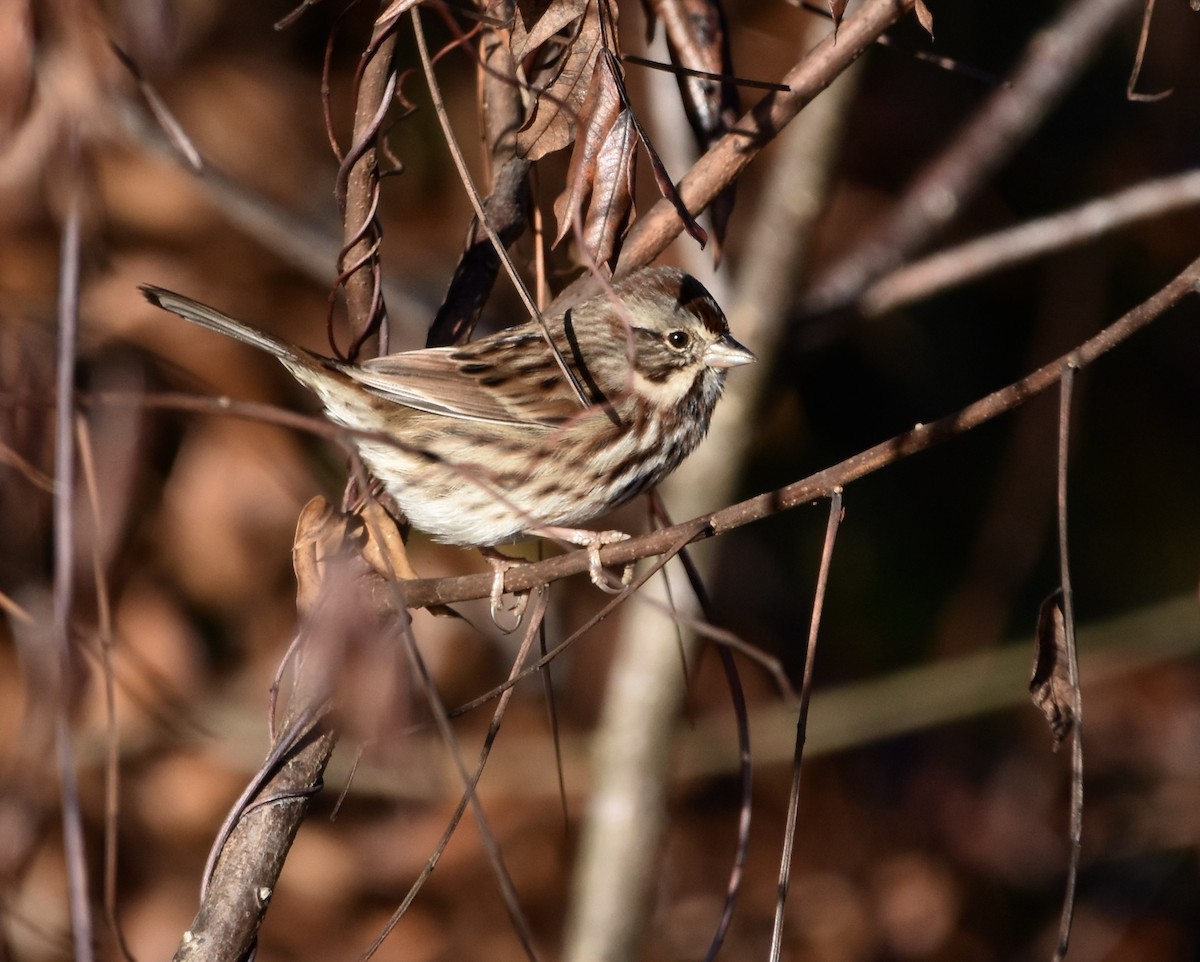 Bruant chanteur - ML644570914
