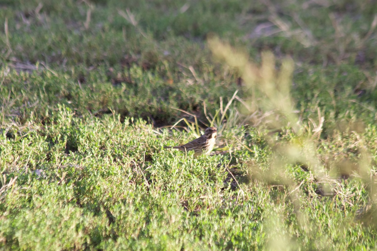 Bruant chanteur - ML644570918