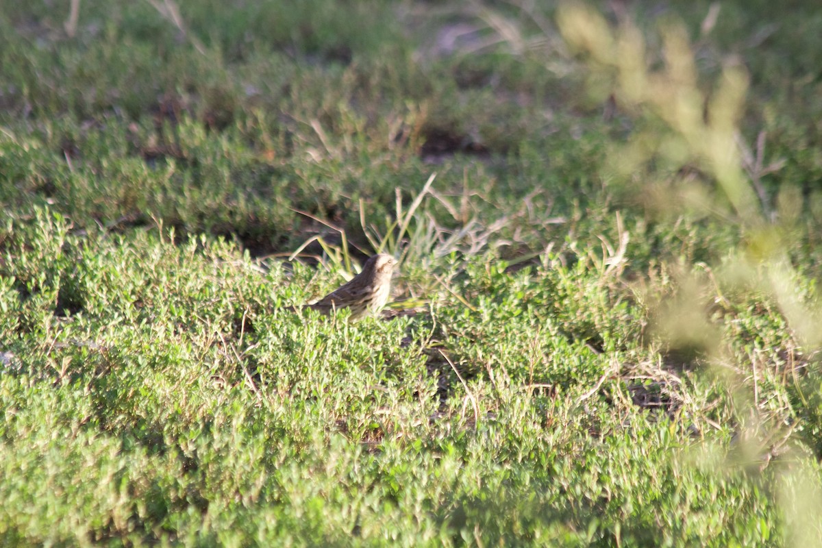 Bruant chanteur - ML644570920