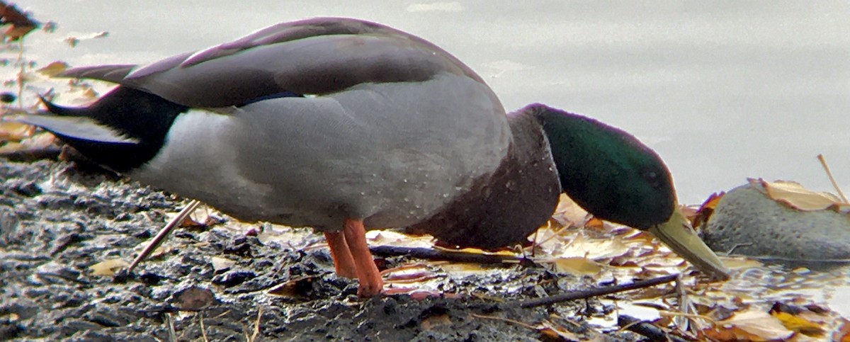 Зэрлэг нугас - ML644570921