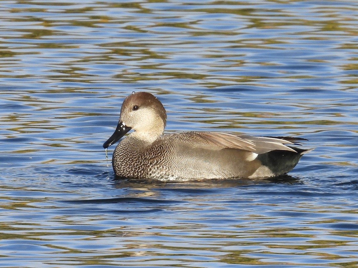 Gadwall - ML644570923