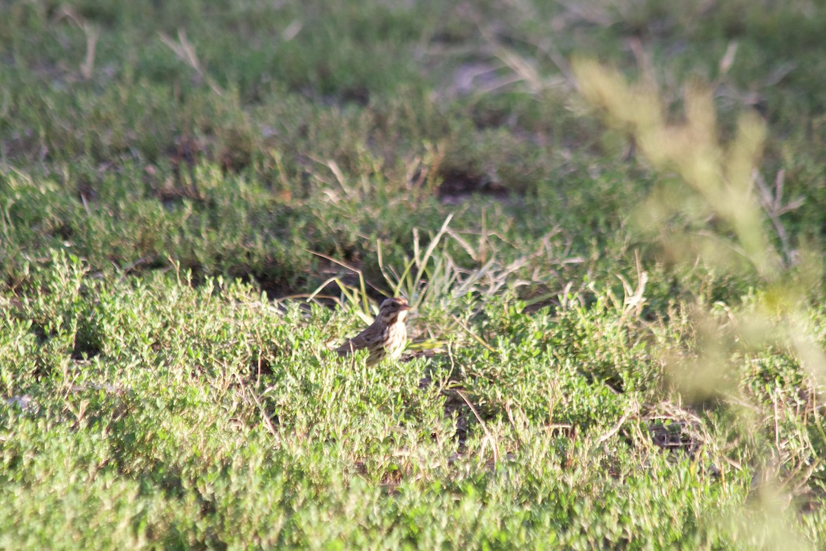 Bruant chanteur - ML644570927