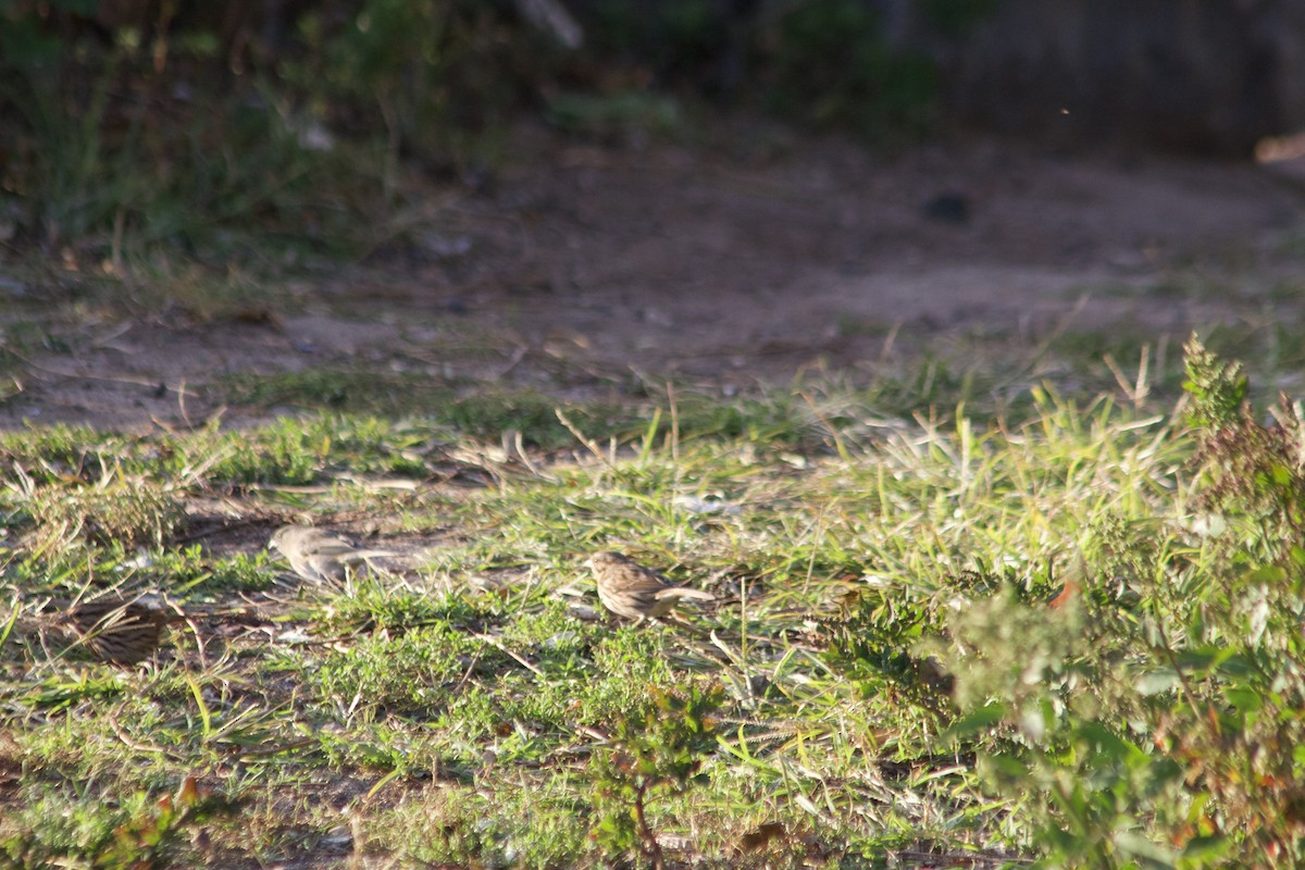 Bruant chanteur - ML644570937