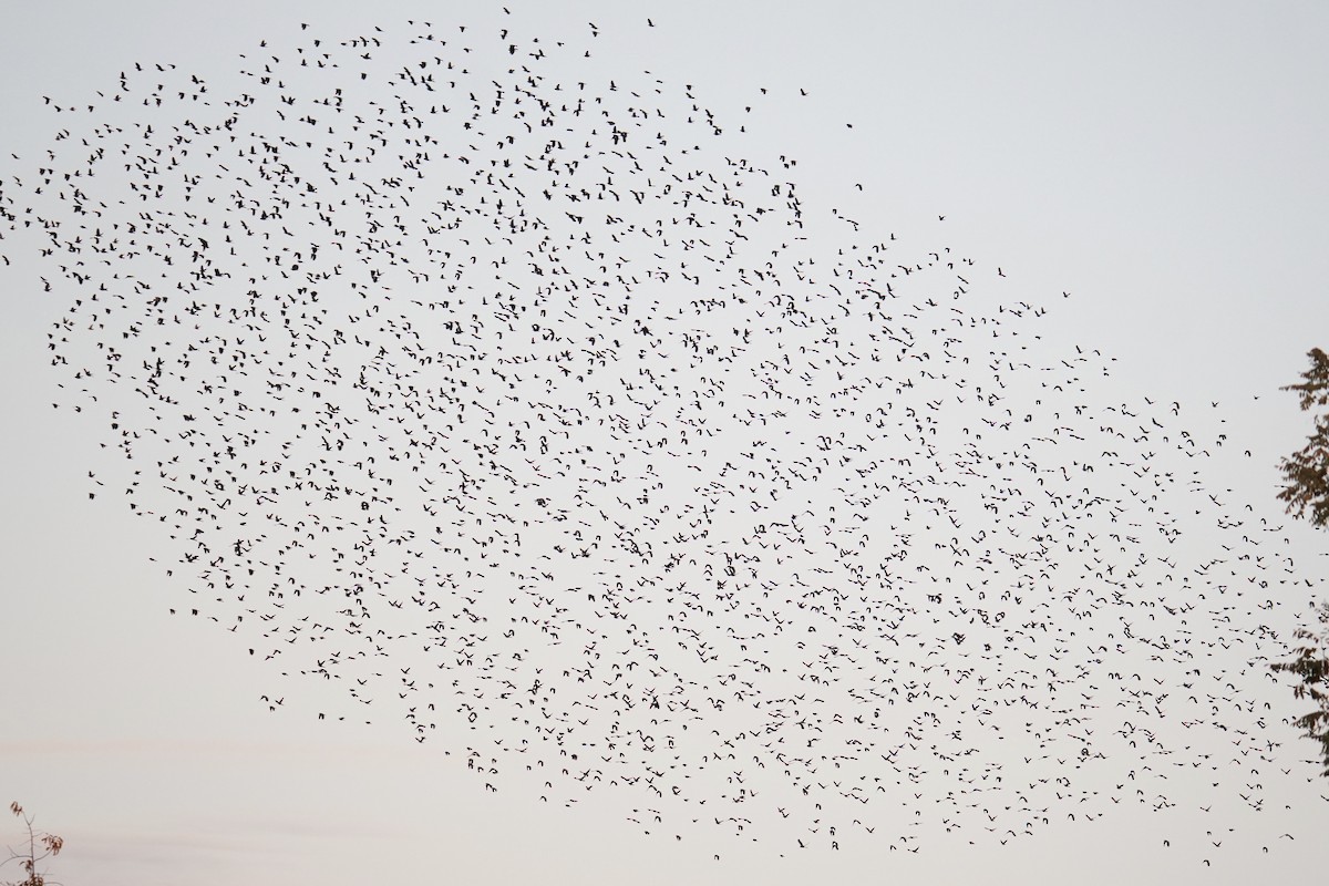 Quiscale bronzé - ML644570938