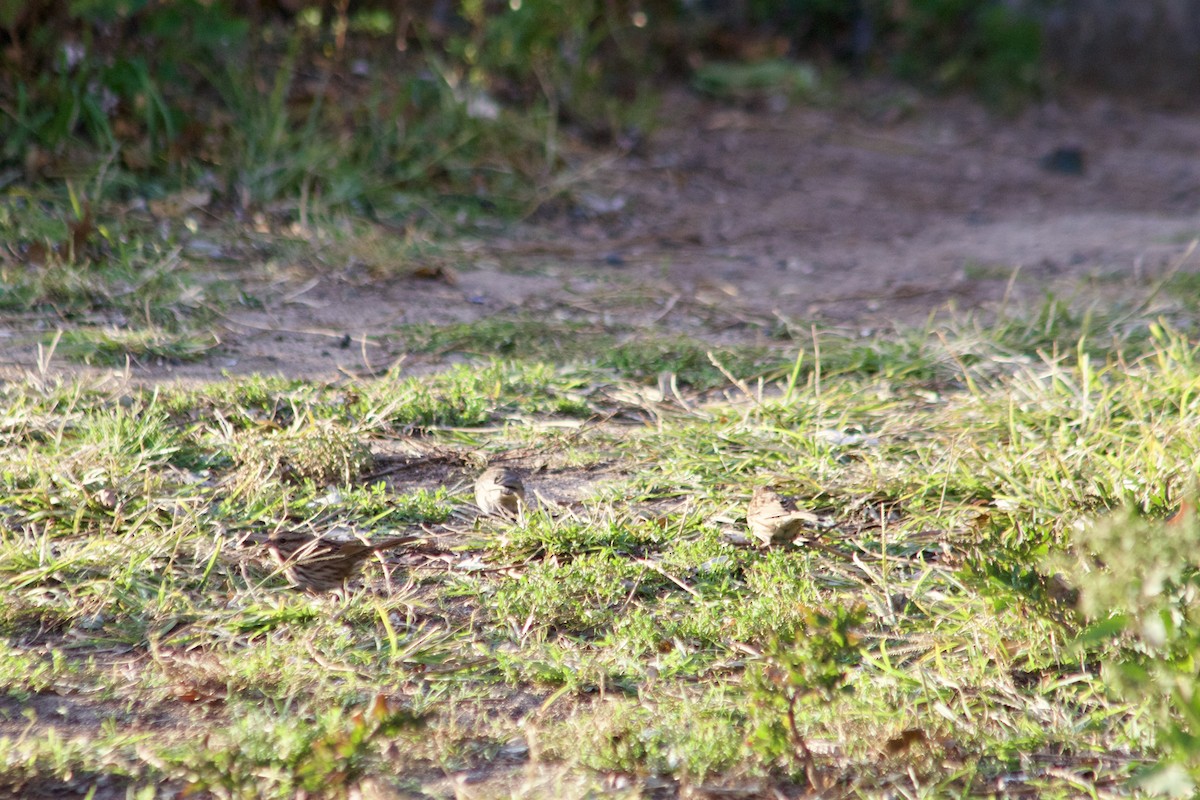 Bruant chanteur - ML644570939