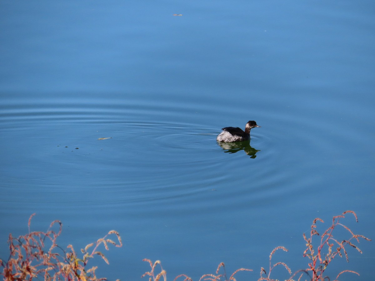 Eared Grebe - ML644570940