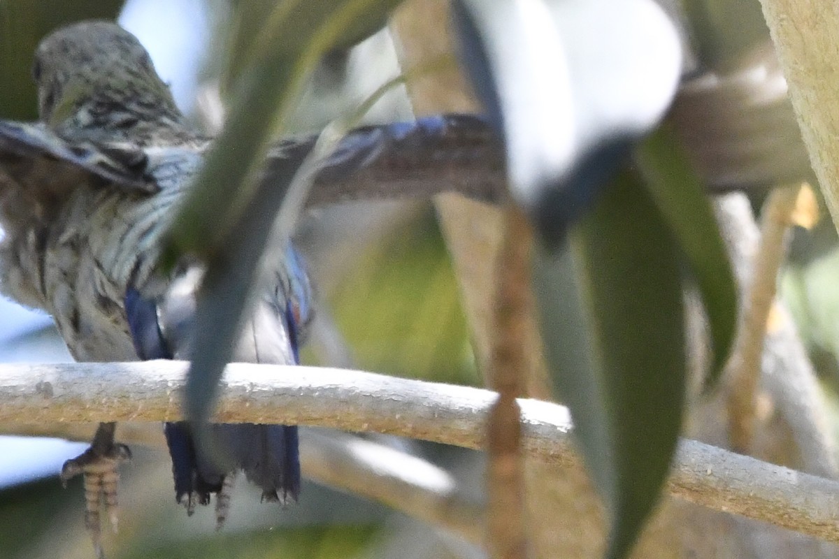 Розела світлоголова - ML644570953