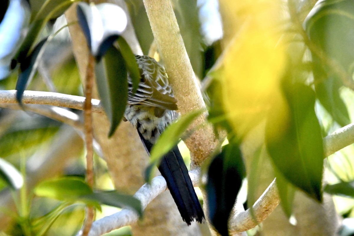 Розела світлоголова - ML644570954