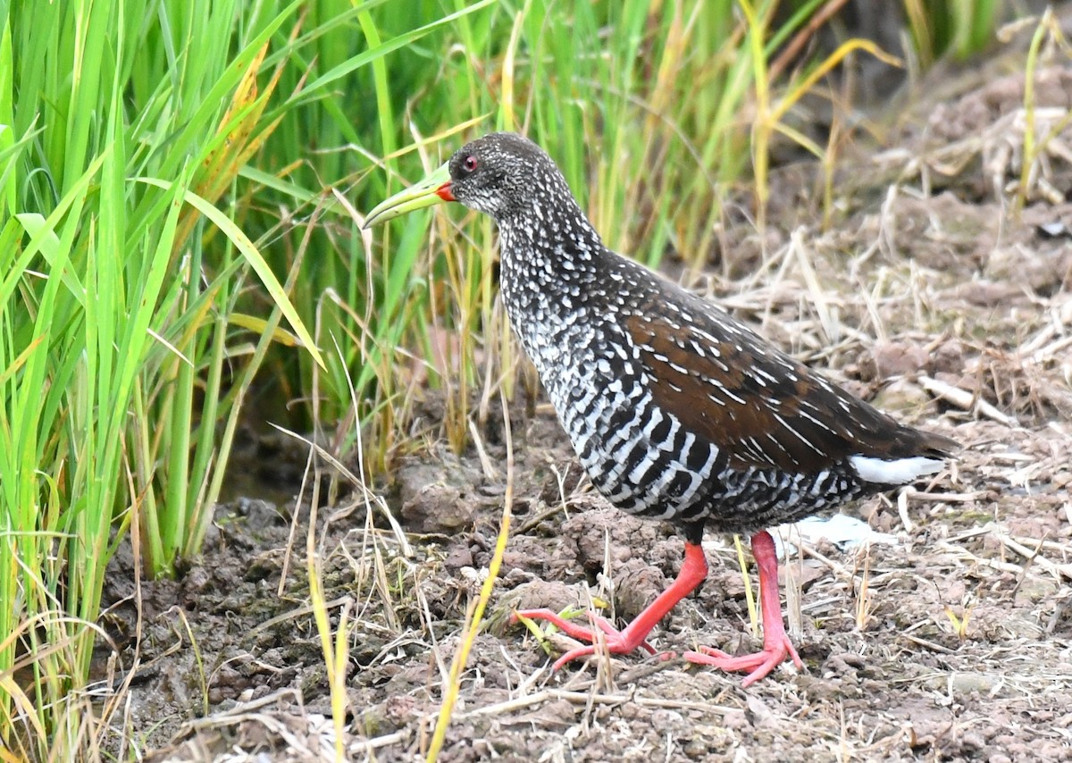 Spotted Rail - ML644570956