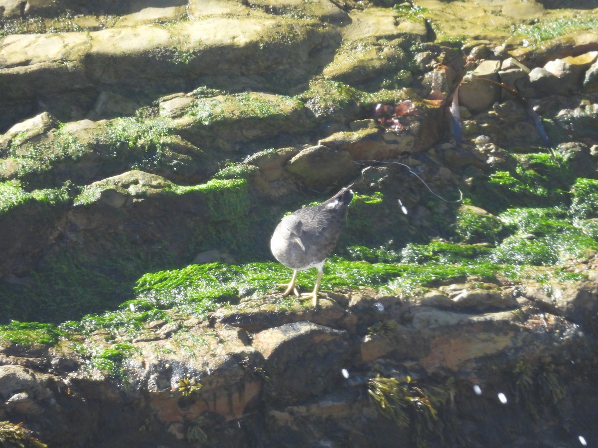 brottsnipe - ML644570962