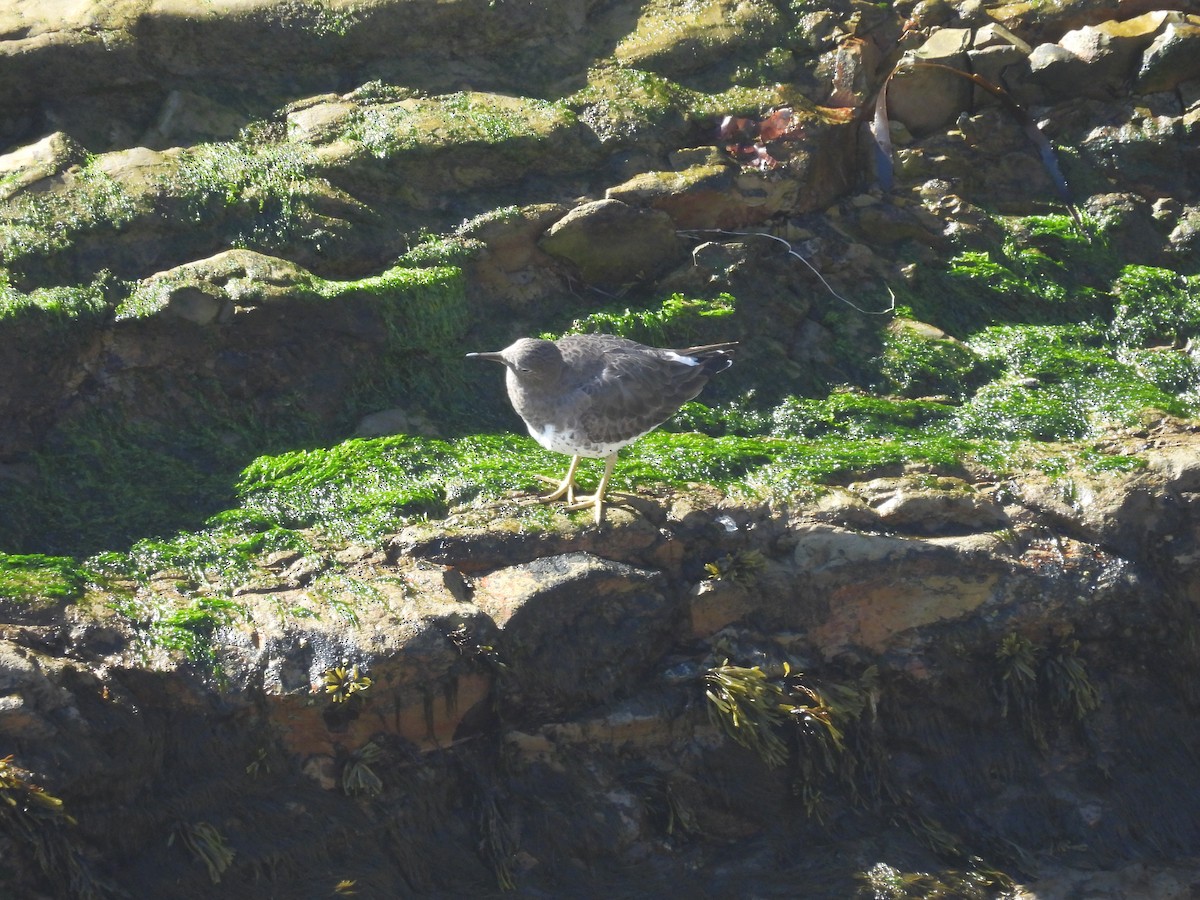 brottsnipe - ML644570963