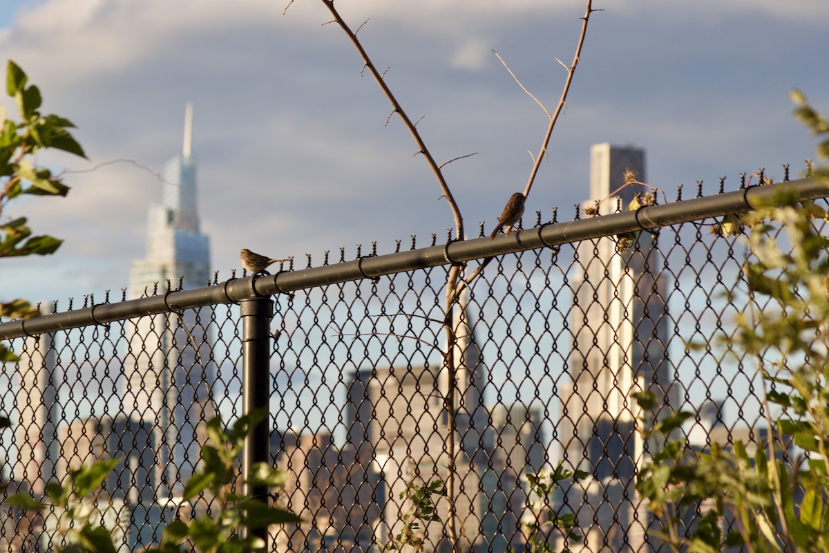 Bruant chanteur - ML644570966