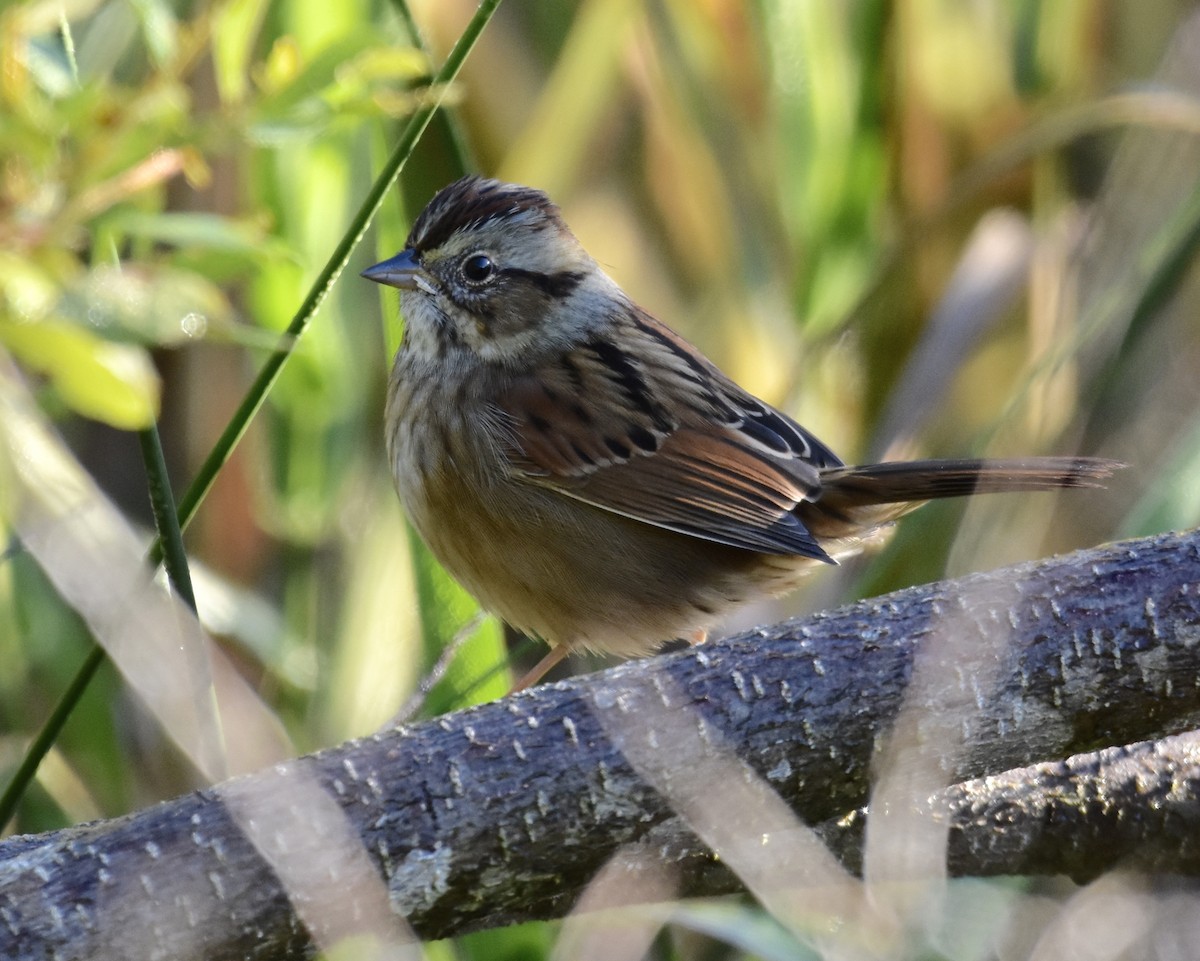 Болотная зонотрихия - ML644570967