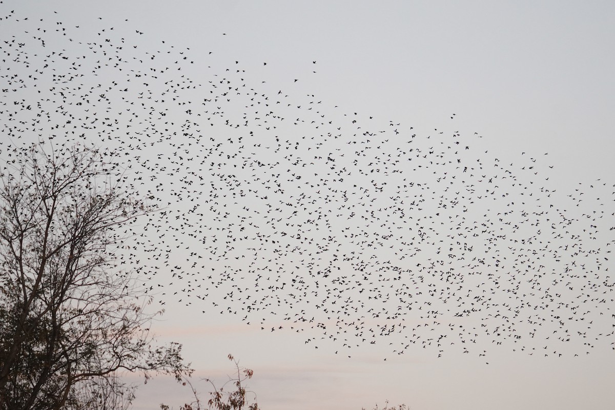 Quiscale bronzé - ML644570969