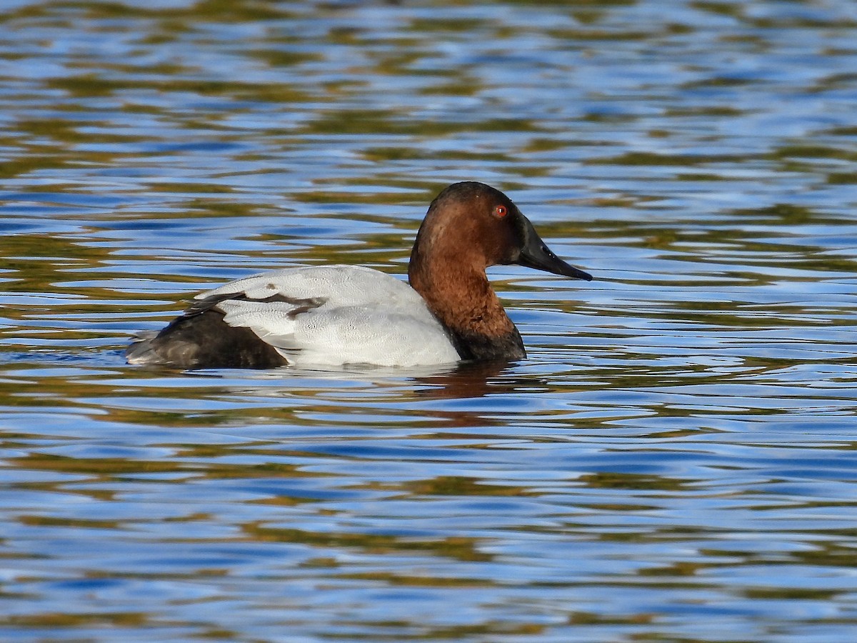 Porrón Coacoxtle - ML644570971