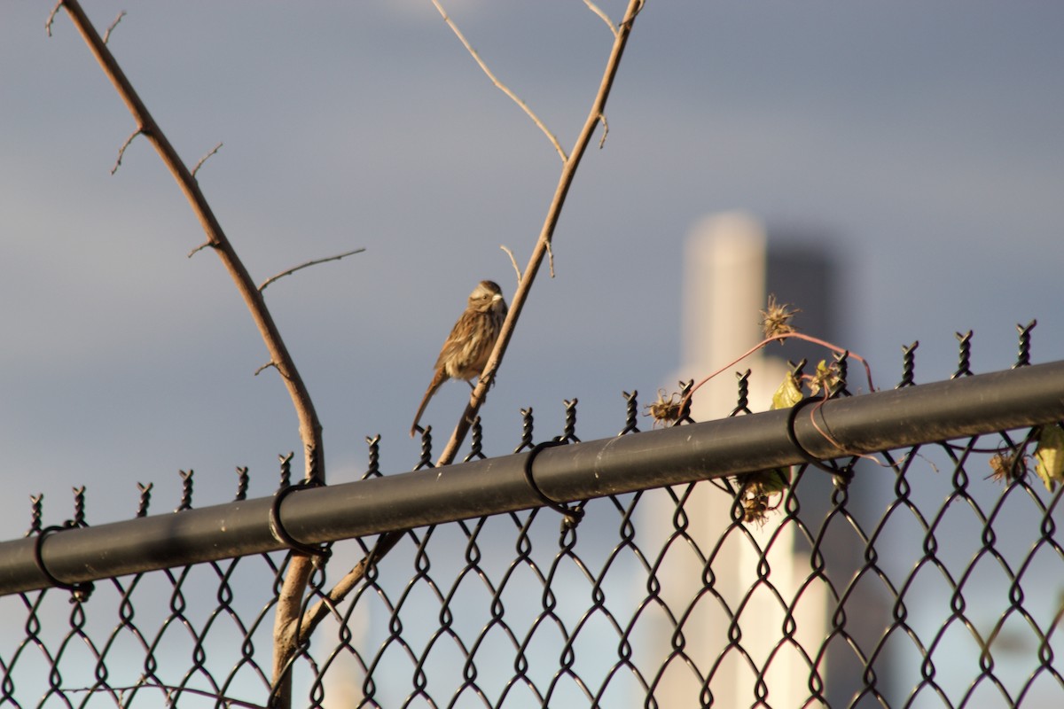 Bruant chanteur - ML644570972