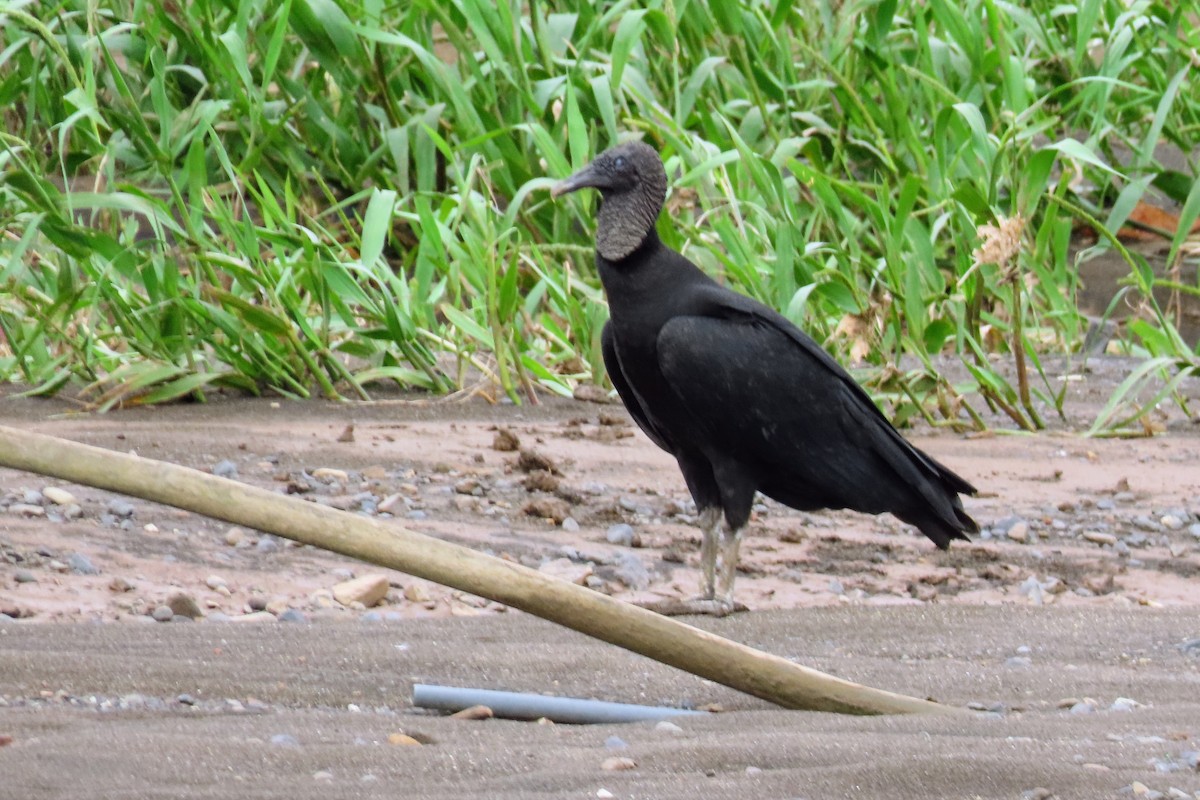 Urubu noir - ML644570978