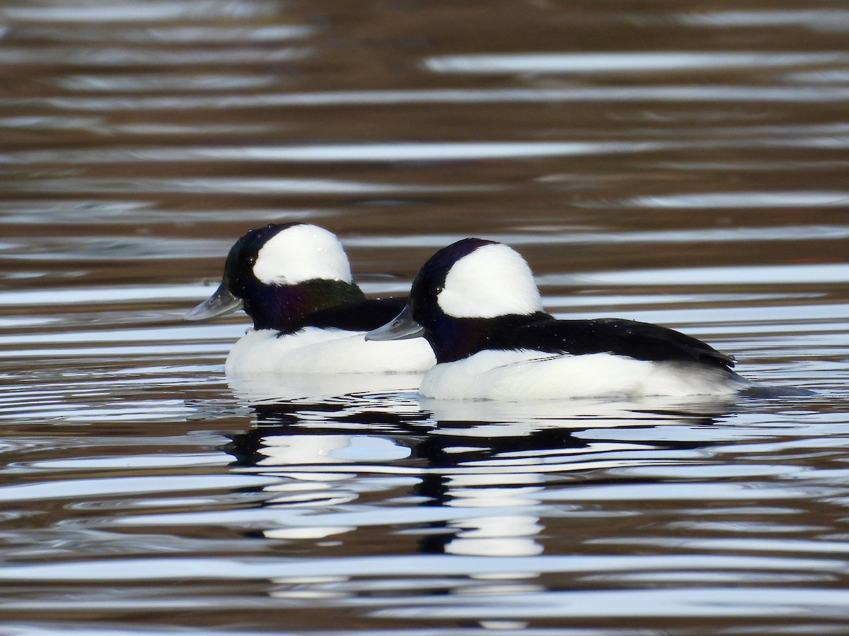 Bufflehead - ML644570992