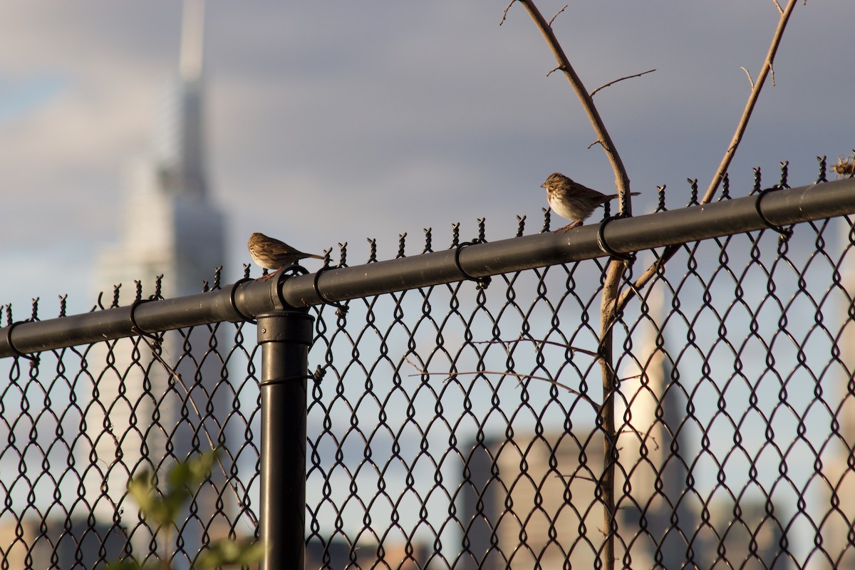 Bruant chanteur - ML644570993