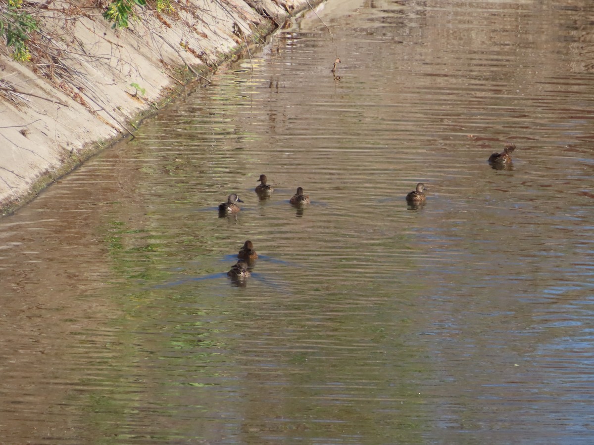 Cerceta Aliazul - ML644570995