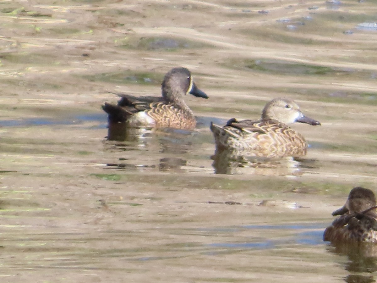 Cerceta Aliazul - ML644570997