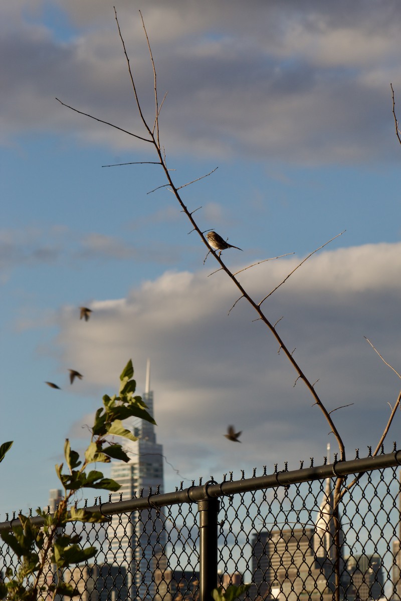 Bruant chanteur - ML644570998