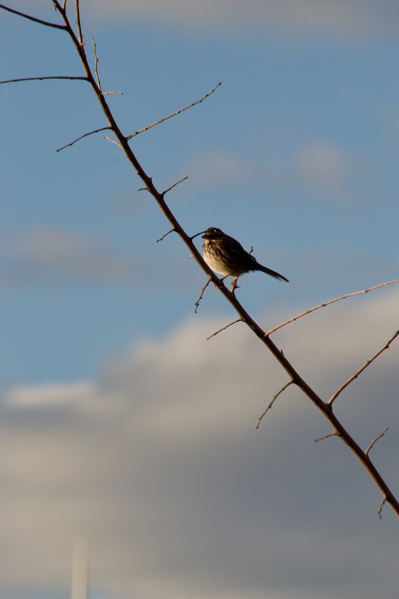 Bruant chanteur - ML644571000