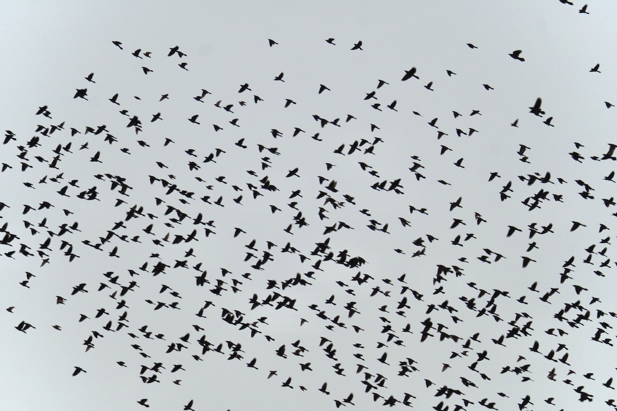 Quiscale bronzé - ML644571001