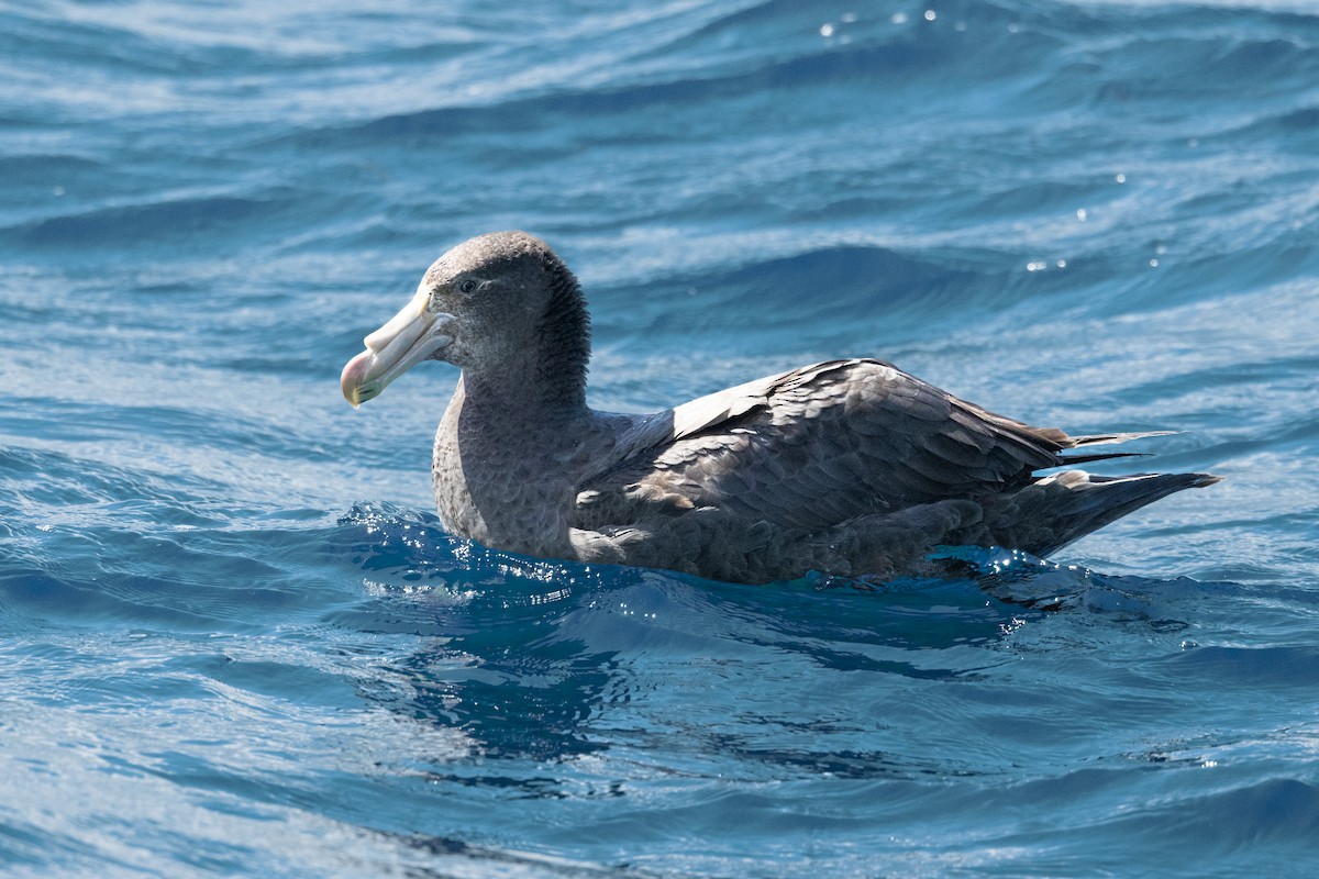 Northern Giant-Petrel - ML644571003