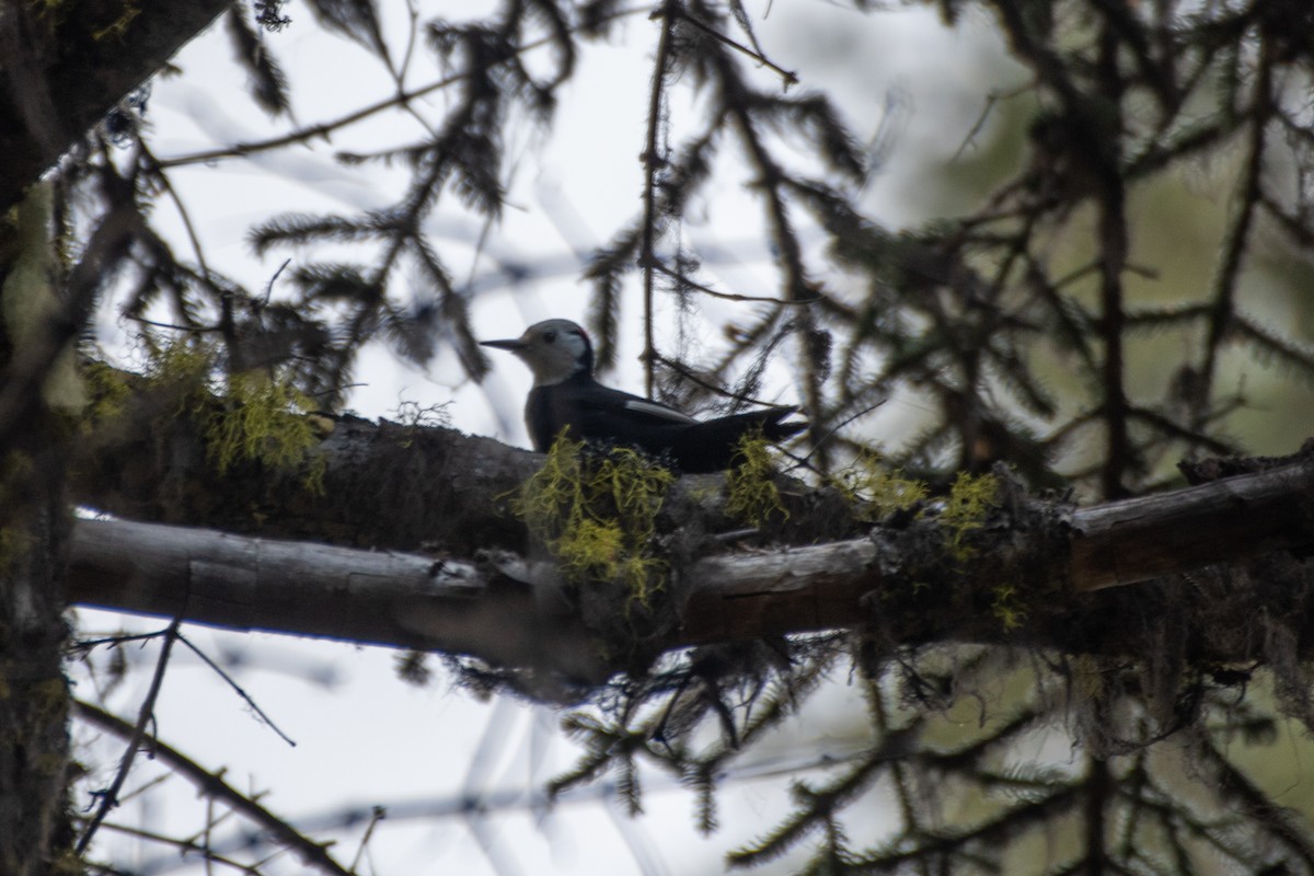 White-headed Woodpecker - ML644571004