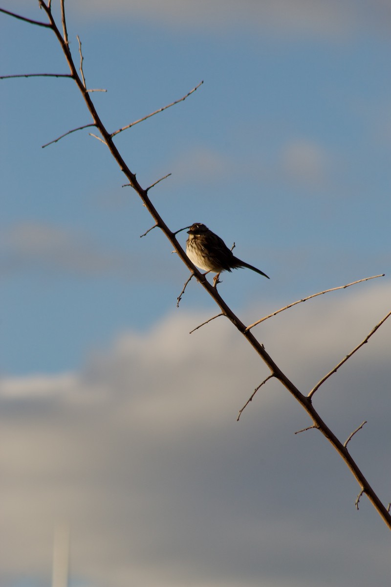 Bruant chanteur - ML644571005