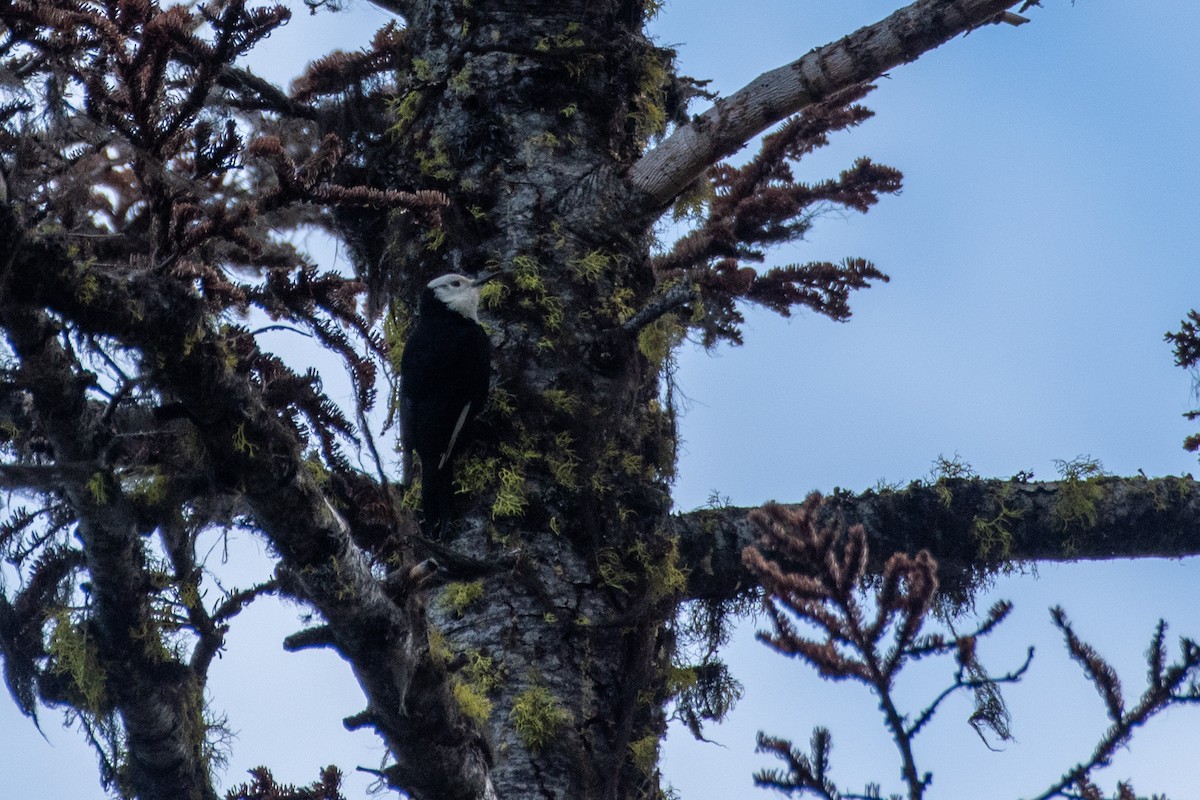 White-headed Woodpecker - ML644571006