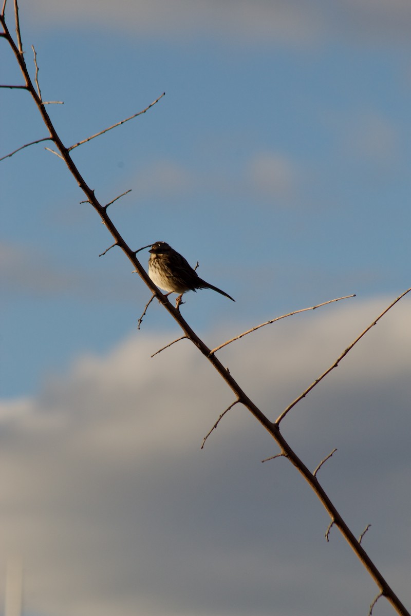 Bruant chanteur - ML644571007