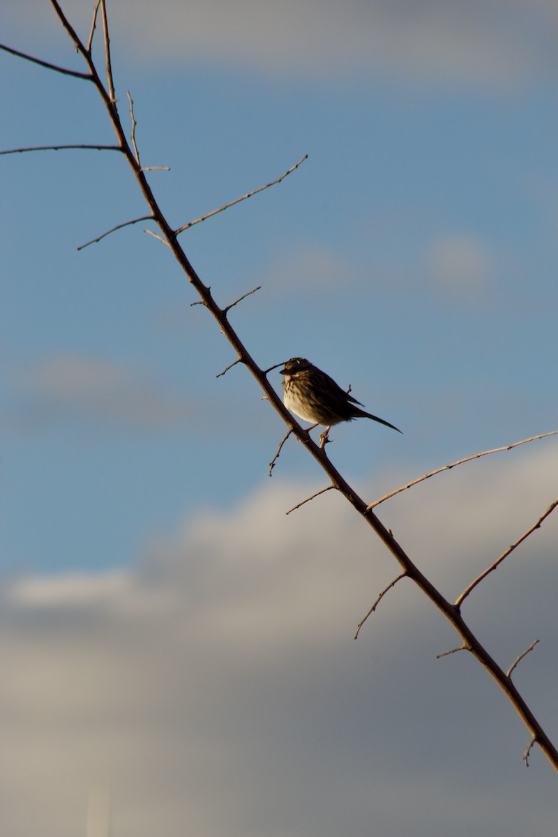 Bruant chanteur - ML644571014