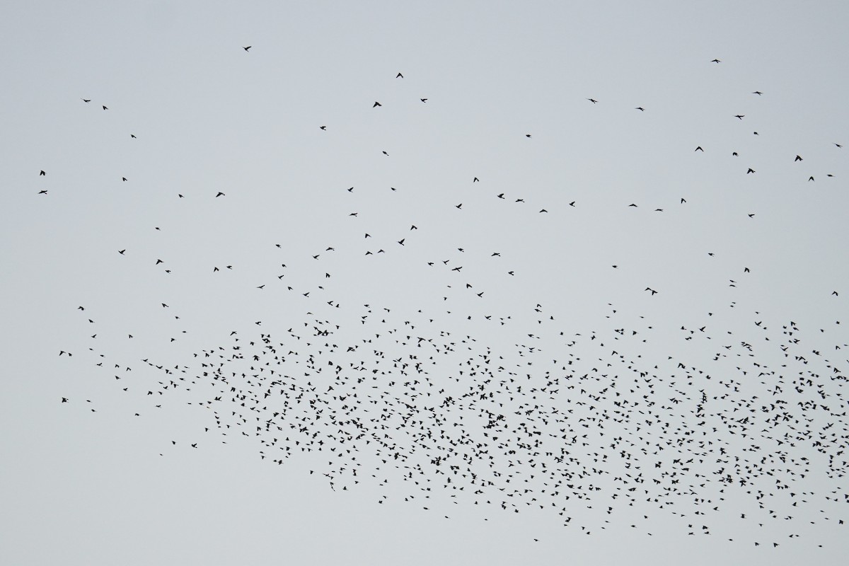 Quiscale bronzé - ML644571016