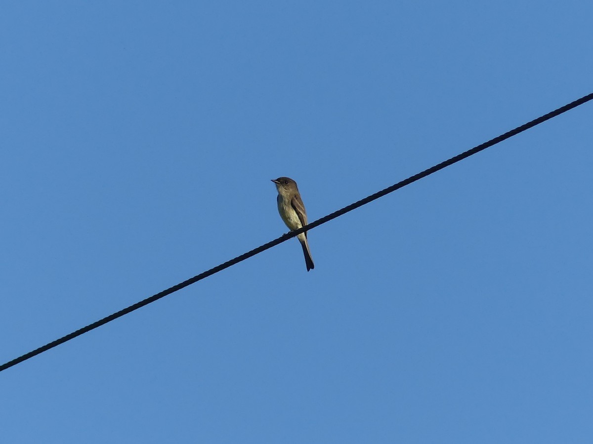 Eastern Phoebe - ML644571021