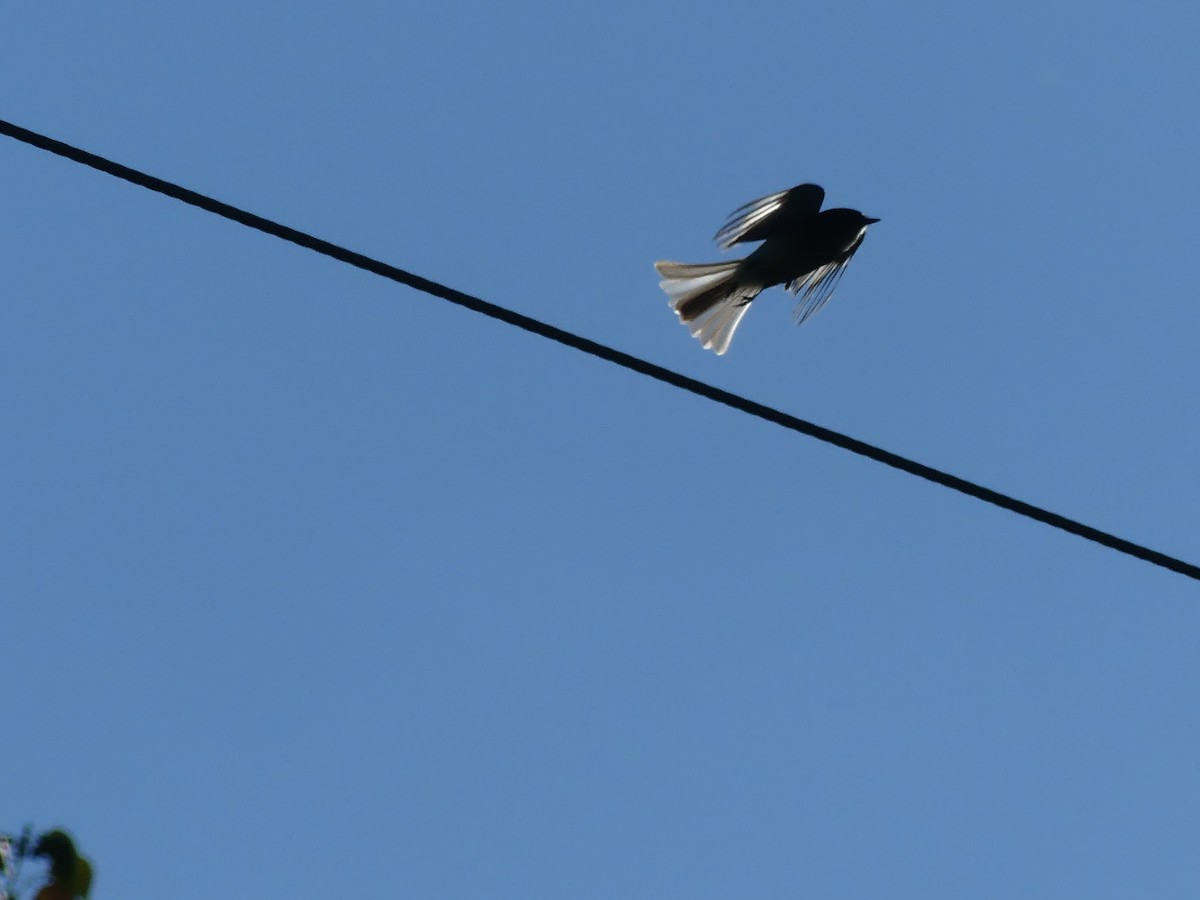 Eastern Phoebe - ML644571022