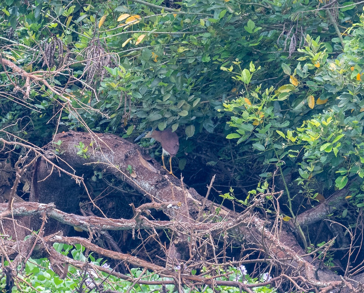 Nankeen Night Heron - ML644571023