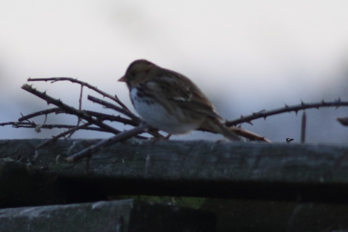 Harris's Sparrow - ML644571024