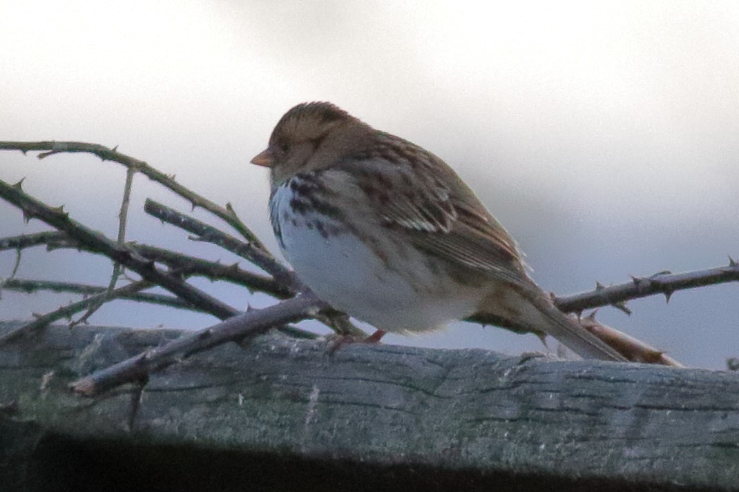 Harris's Sparrow - ML644571025