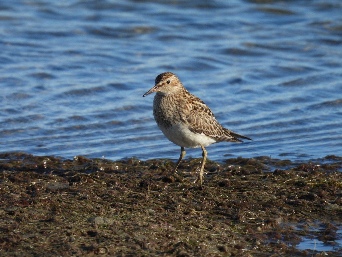 Txirri pektorala - ML644571035